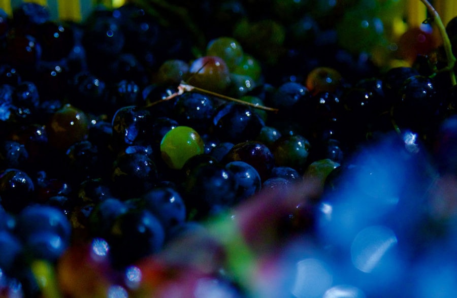 black grapes at Kellari Papachristou facilities
